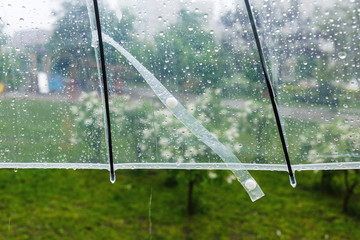 Close up Transparent Umbrella with water drops during the rain with green leaves tree on the blur background. Rainy weather at spring, summer