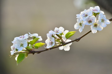 Pear flower in full bloom in spring