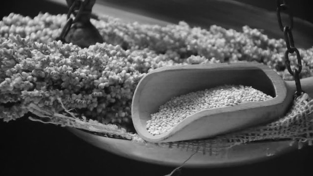 Sorghum vulgare ft7108_0342