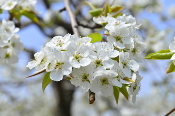Pear flower in full bloom in spring