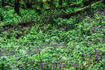 Fototapeta premium Virgin Falls Hike in Central Tennessee 