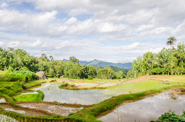 Fototapeta na wymiar Rantepao rice field Indonesia Toraja