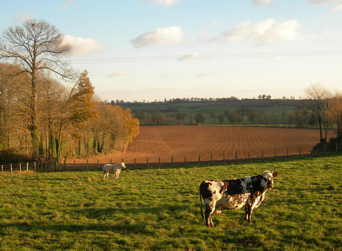 Lumière Du Soir Sur Le Bocage