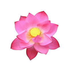 Lotus flower isolated on white background