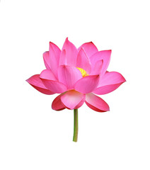 Lotus flower isolated on white background
