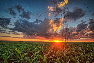 Sunset and sunset before a beautiful cornfield. High voltage tower and clouds. Photo of the Rural Area of Cascavel  Paraná  Brazil. - obrazy, fototapety, plakaty