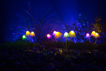 Fantasy glowing mushrooms in mystery dark forest close-up. Beautiful macro shot of magic mushroom or souls lost in avatar forest. Fairy lights on background with fog.