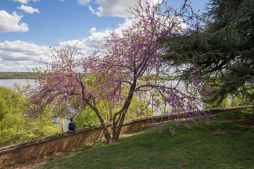 Boy sitting under a  blooming tree, Mount Vernon