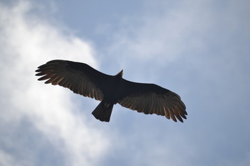 eagle in flight