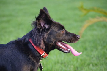 dog on grass