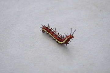 caterpillar on floor