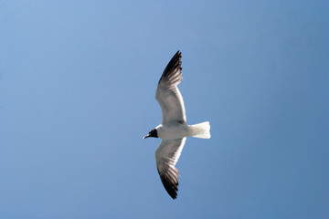 seagull in flight