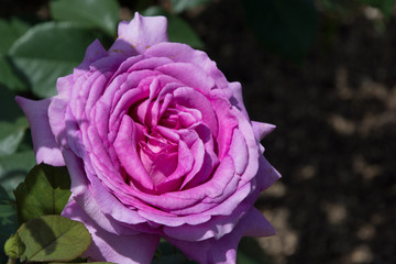 シャトルーズドゥパルム