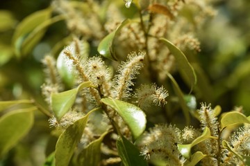 Male flower of castanopsis sieboldii (Japanese chinquapin)