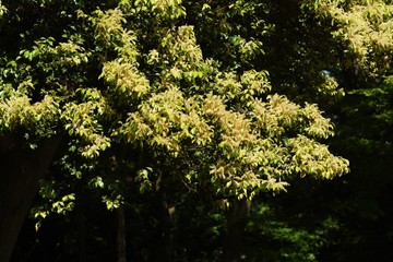 Male flower of castanopsis sieboldii (Japanese chinquapin)