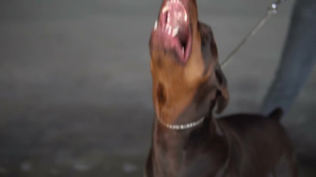 The dog breed Doberman barks at a stranger
