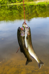 Three Torut on a Stringer