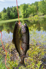 Two Torut on a Stringer