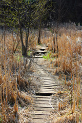 A old, worn out Board walk through a marshy area along the Genesee River in Rochester, New York