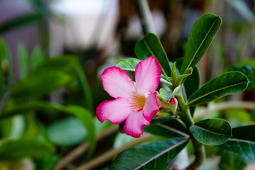 Pink Bignonia flowers or Adenium flowers, Adenium multiflorum.