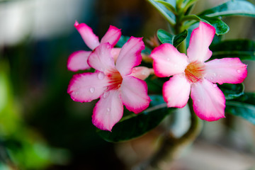 Pink Bignonia flowers or Adenium flowers, Adenium multiflorum.