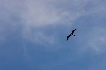 Fying Bird