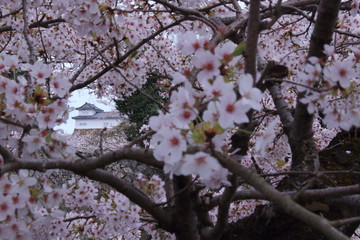 満開の桜の間から見える滋賀県彦根市の佐和口多門櫓の一部