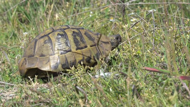 Griechische Landschildkr&ouml;te in Griechenland
