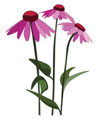 Echinacea flowers , vector or color illustration - obrazy, fototapety, plakaty