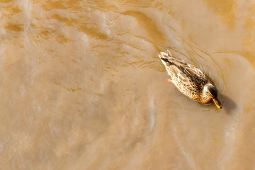 One brown duck swims in the river.