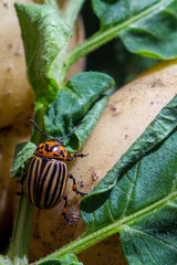 A close up image of the striped Colorado potato beetle that crawls on potatoes and green leaves and eats them.