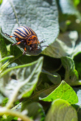 A close up image of the striped Colorado potato beetle that crawls on potatoes and green leaves and eats them.
