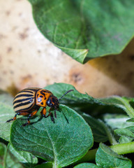 A close up image of the striped Colorado potato beetle that crawls on potatoes and green leaves and eats them.