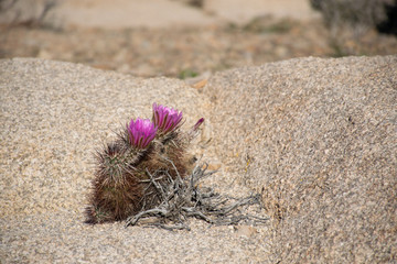 Purple flower blooming in desert