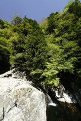 みたらい渓谷新緑萌える