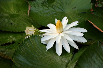 the beauty of lotus flowers on a sunny morning, in a stream of water in Banjarmasin, South Kalimantan Indonesia