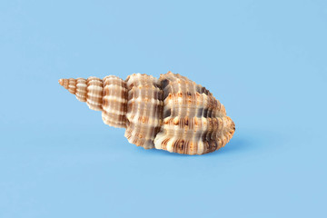 Obraz na płótnie Canvas Sea shell isolated on blue background. Travel and tourism clipart