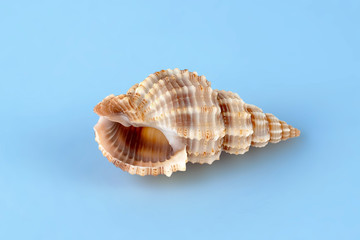 Sea shell isolated on blue background. Travel and tourism clipart