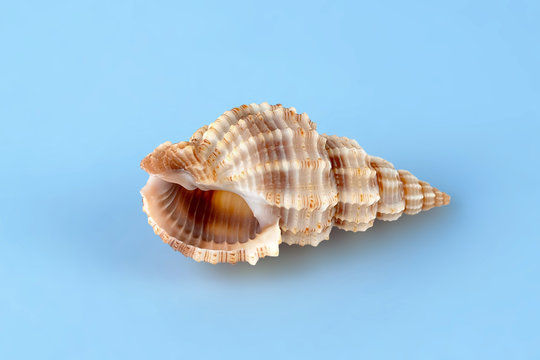 Sea shell isolated on blue background. Travel and tourism clipart