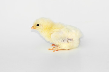 Yellow Chick Isolated on White