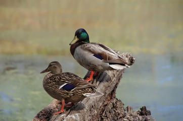 Ducks on Log Overlooking Pond