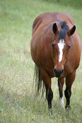 Naklejka na ściany i meble Fat Horse Standing in Pasture