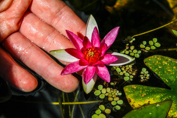 A pink Water lily being held by a hand on the water's surface.