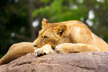 Lioness napping on a Boulder