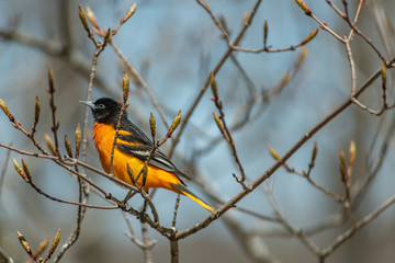 Perched Baltimore Oriole in Spring