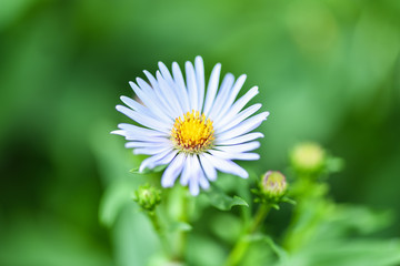 Fototapeta premium Lilac flower on a blurred green background. Horizontal photography