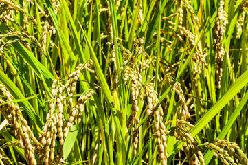 Close-up of a paddy rice in a rice field