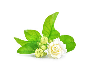 Jasmine flowers isolated on white background