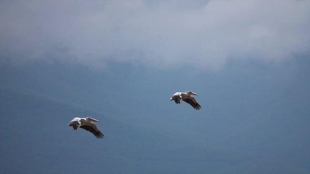 Rosapelikane am Kerkini See in Griechenland