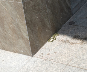 a hiding snake 